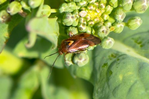 Lygus sp.